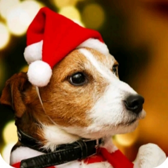 🐶 Holiday Puppy Hat - Picture 1 of 5